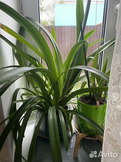 Комнатные растения цветы большие