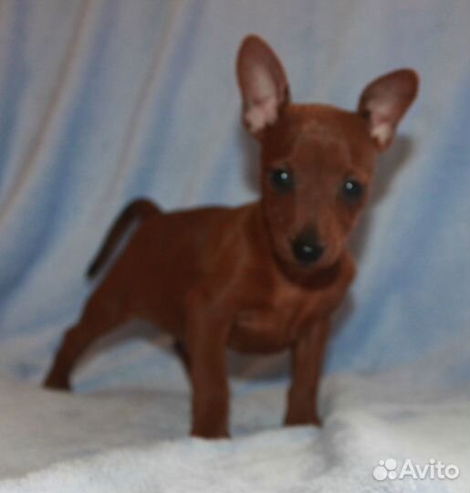 Карликовый пичер