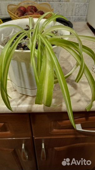 Хлорофитум