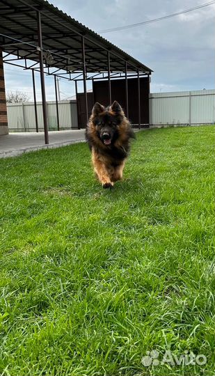 Немецкая овчарка вязка