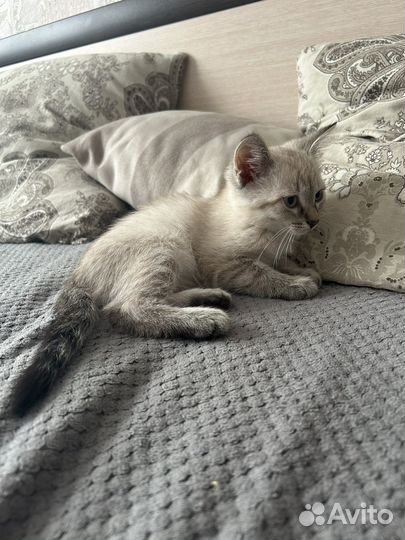 Котенок в добрые руки