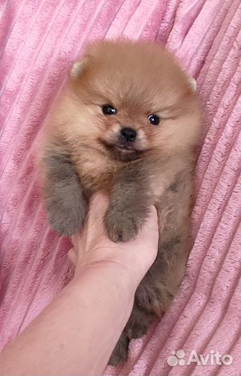 Шпиц мини мишка