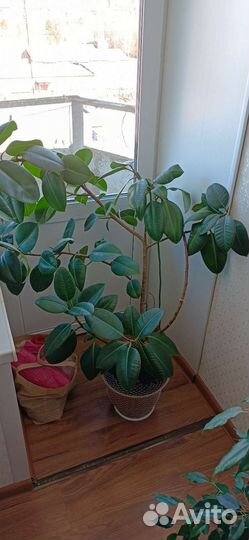 Фикус каучуковидный