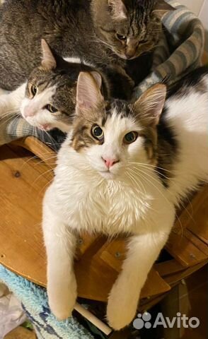 Передержка животных под ветеринарным контролем