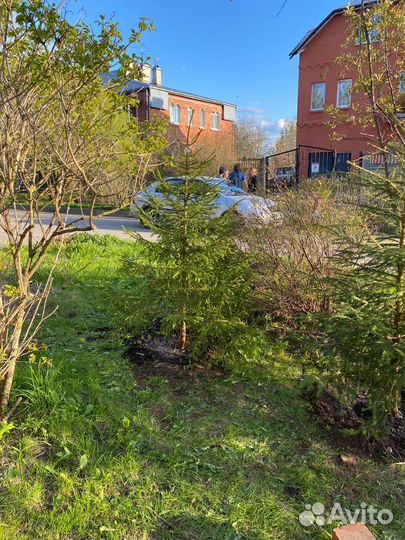 Елки для живой изгороди