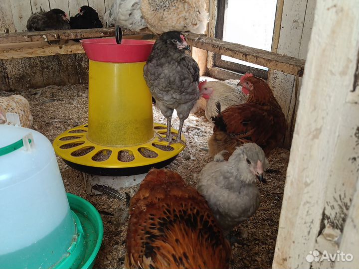 Молодые петушки