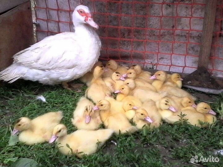 Бройлерные индоутята Тяжёлая линия Франции Гримо