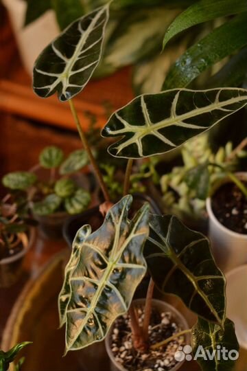 Комнатные растения цветы