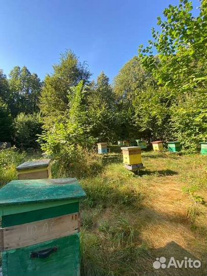 Пчелы пасека