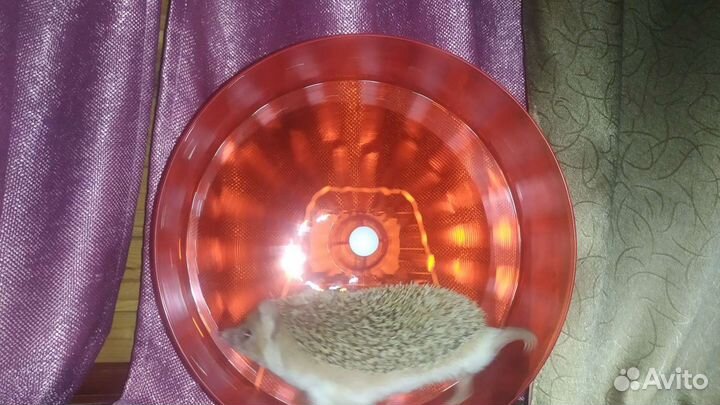 Беговое колесо (24, 30см) для ёжиков и грызунов