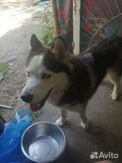 Сибирский хаски