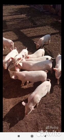 Поросенок ландрас