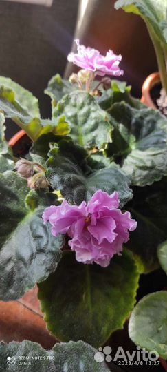 Фиалки цветущие в горшочке