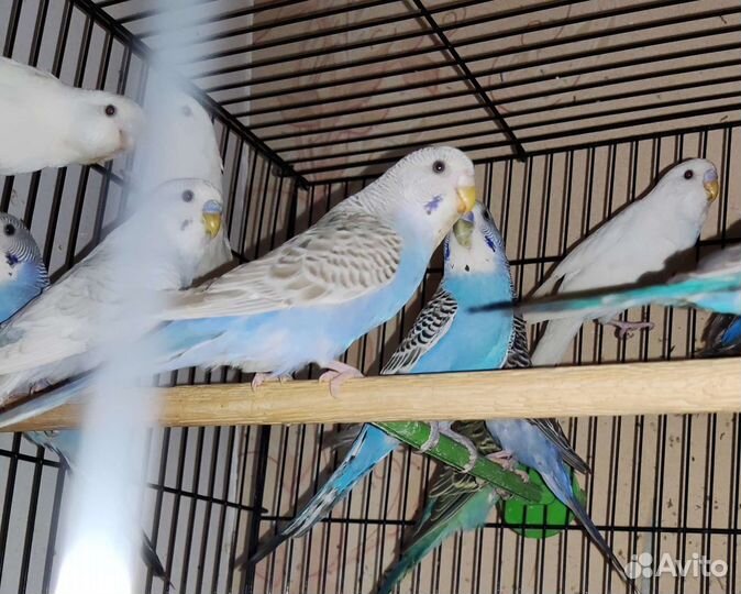 Волнистые попугаи от заводчика и др. виды