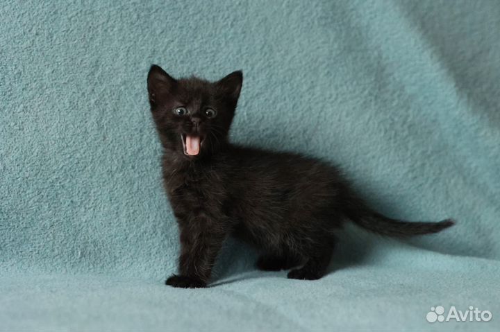 Черный котенок