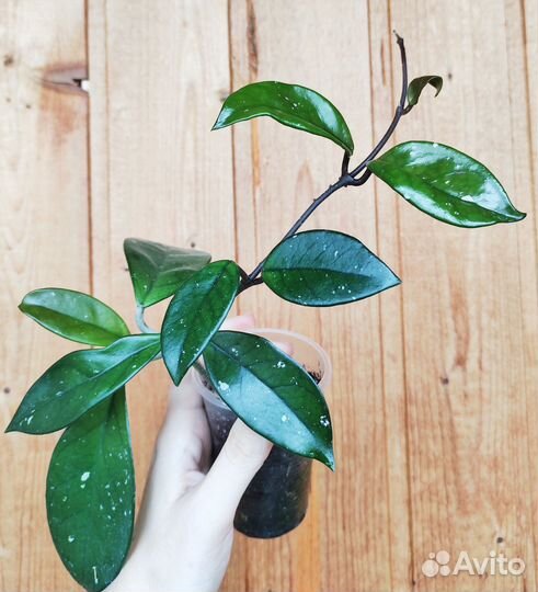 Хойя, укор черенки (набор 6 шт)