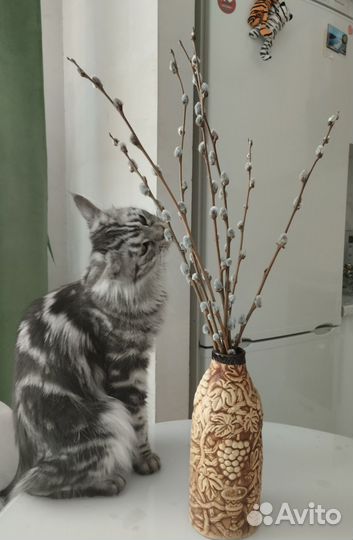 Котята мейн-кун