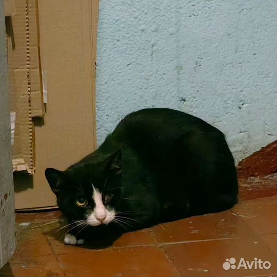 Кот без глаза в подъезде