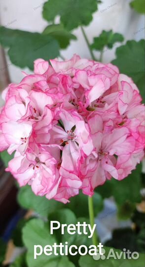 Пеларгония герань сортовая