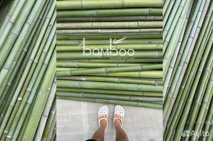 Бамбук стволы 1-8 см