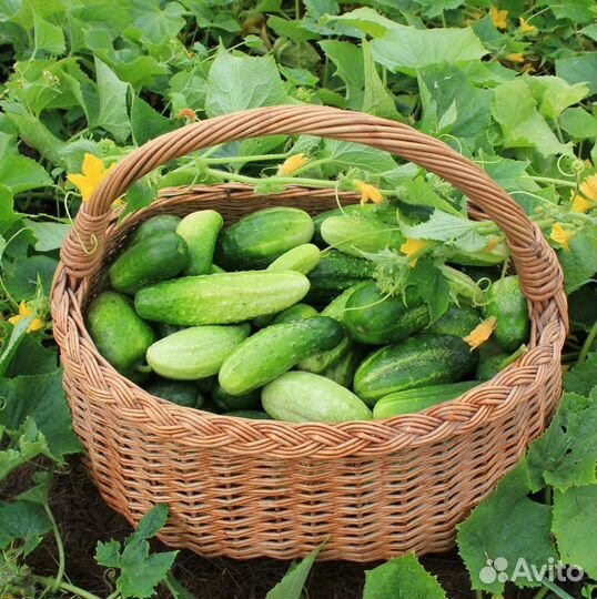 Продам огурцы, стручковую фасоль с огорода