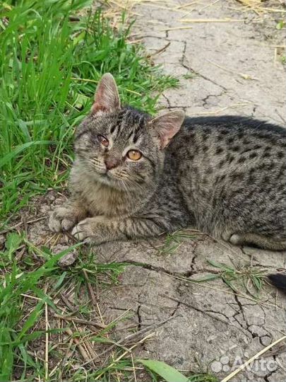 Выживший Степаша