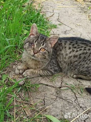 Выживший Степаша