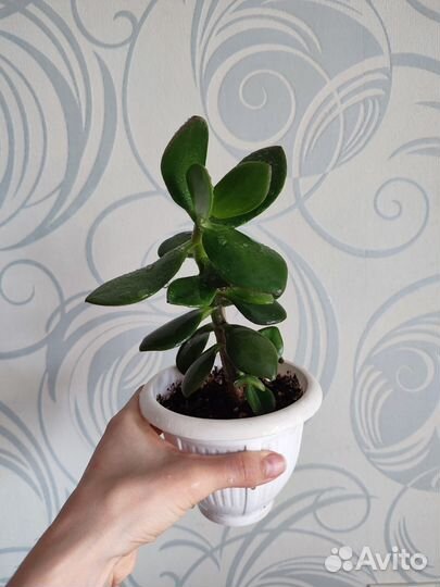 Комнатные цветы разные