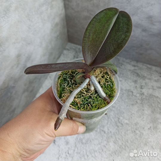 Орхидея детка Нарбона