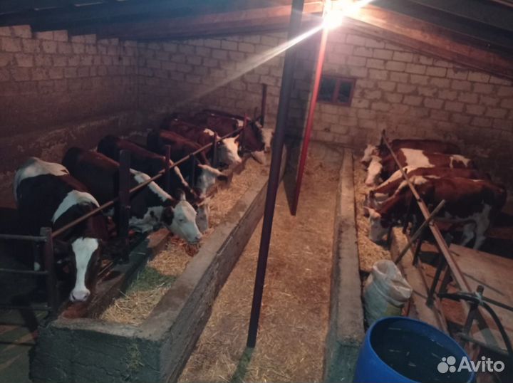 Телки на мясо