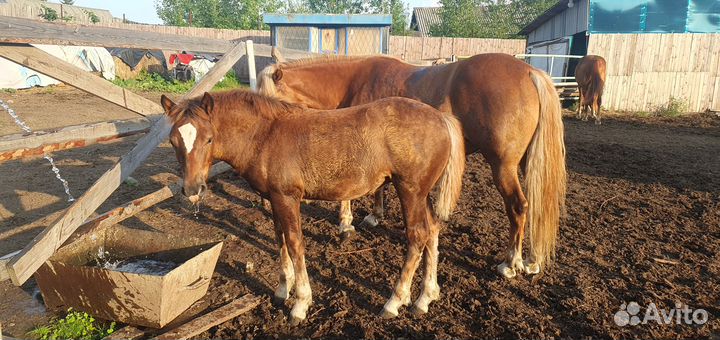 Продам кобылу