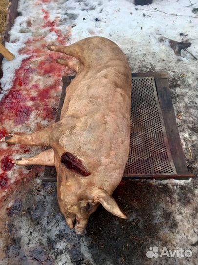 Мясо свинина домашнее