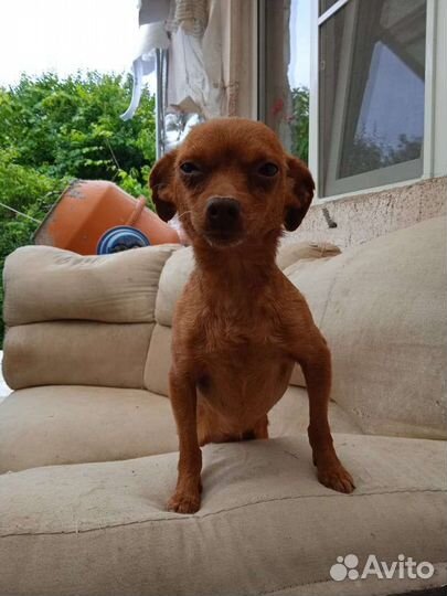 Миниатюрная собачка в добрые руки