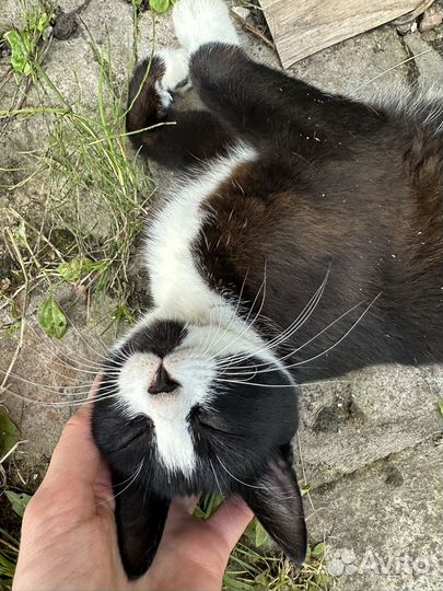 Ласковая кошечка