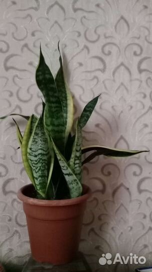 Сансевиерия