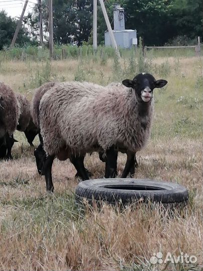 Бараны рамановские. Молодёжь