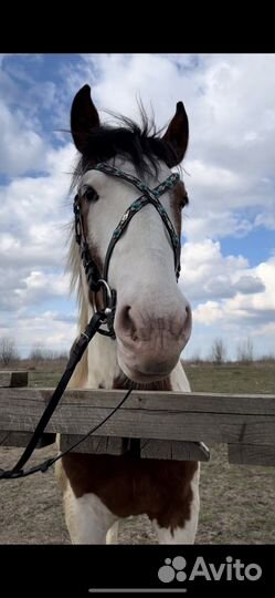 Обмен,Уздечка оголовье для лошади