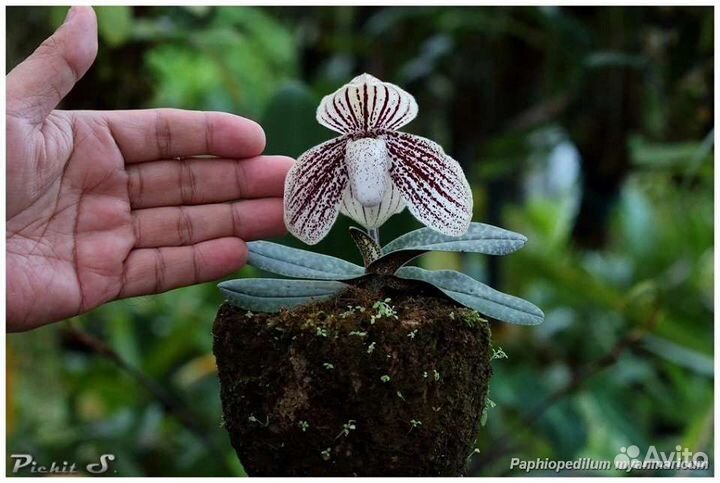 Орхидея Paph. myanmaricum