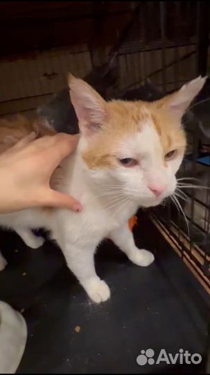 Рыжик ищет дом