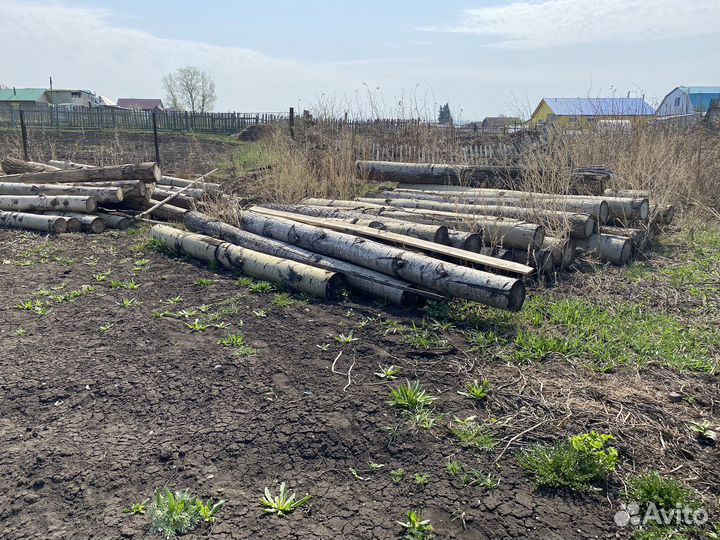 Осина кругляк