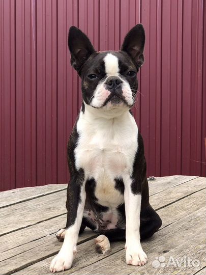 Бостон терьер