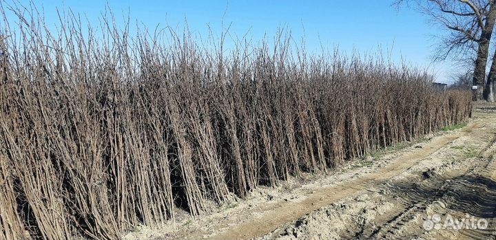 Саженцы акации белой