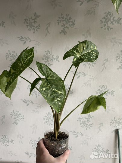 Сингониумы сортовые