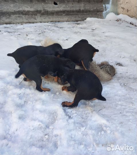 Щенки ягдтерьера