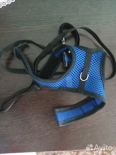 Новая шлейка и поводок