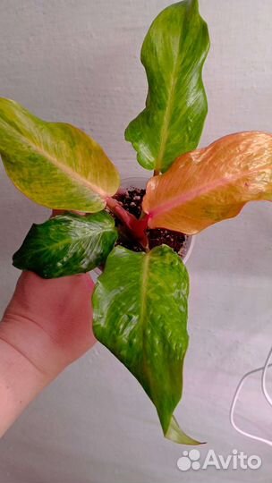 Филодендрон Карамель Крем