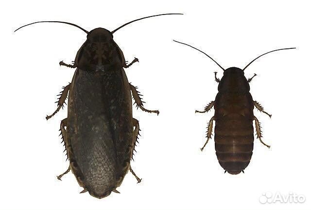 Мраморный таракан