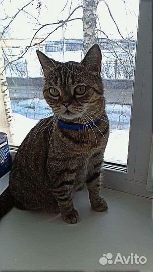 Кошки в хорошие руки