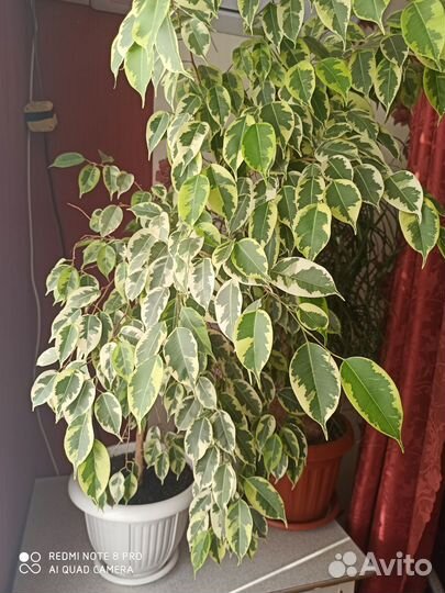 Фикус бенджамина большой