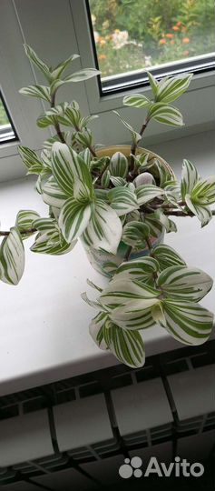 Традесканция